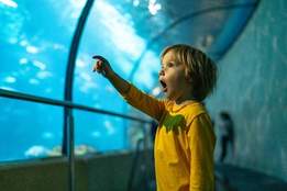 child at aquarium pointing in wonder